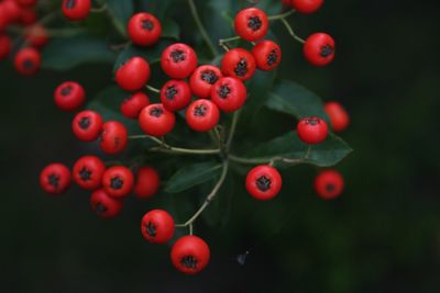 Close-up of red berries growing on tree