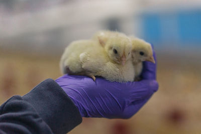 Close-up of a hand holding bird