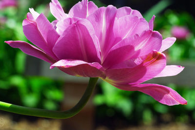 Close-up of pink flowering plant