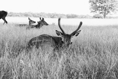 Portrait of deer on field