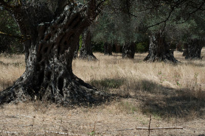 Trees in forest