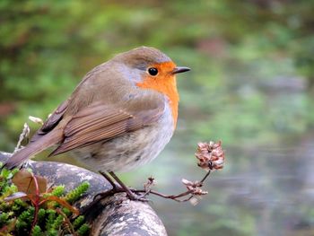 Close-up of bird perching on tree