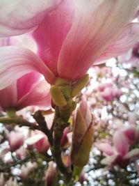 Close-up of insect on pink flower