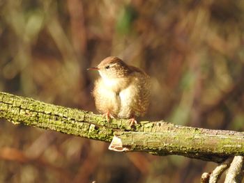 Close-up of bird perching outdoors