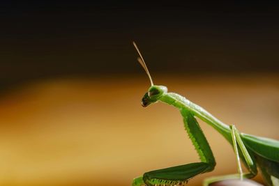 Close-up of insect