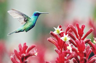 Close-up of hummingbird on flower