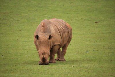 Rhinoceros standing on field