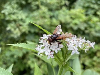 Close-up of bee pollinating on flower