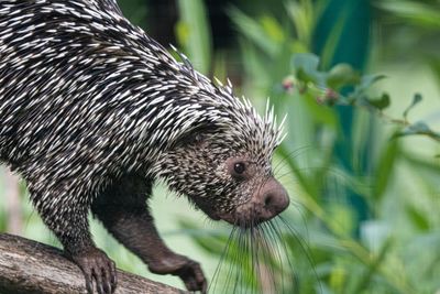 Close-up of an animal