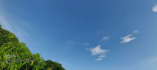 Low angle view of trees against blue sky