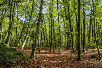 View of trees in forest