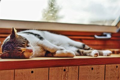 Close-up of cat sleeping