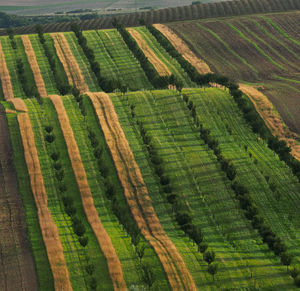 Scenic view of agricultural field