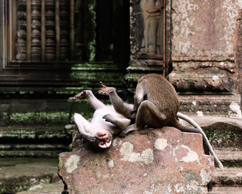 Monkey sitting on a stone wall