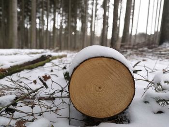 Snow on field by trees in forest