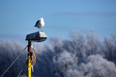 Seagull perching on frozen lamp post
