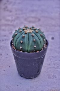 High angle view of potted plant on table