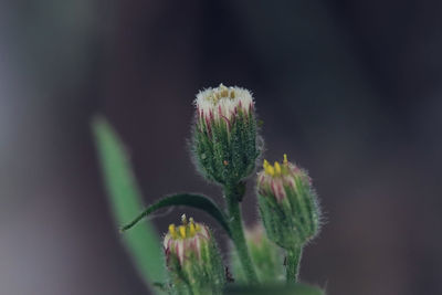 Close-up of cactus plant