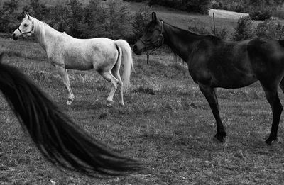 Horses on field