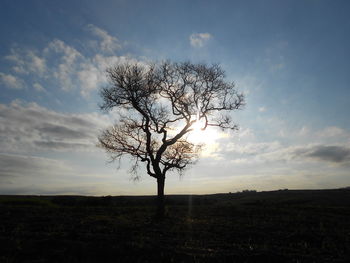 Silhouette tree on field against sky