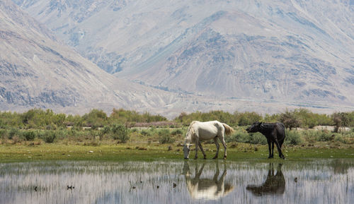 Wide angle view of horses on field against mountains