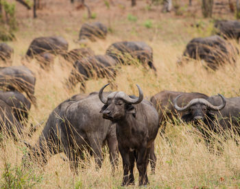 Water buffaloes on field against sky