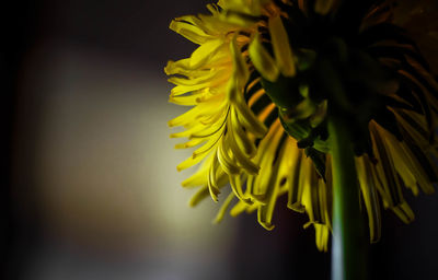 Close-up of yellow flowering plant