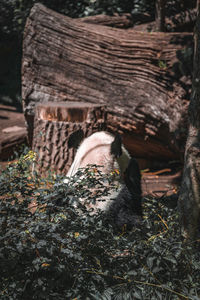 Close-up of bird perching on tree trunk