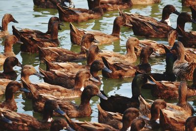 Close-up of birds on lake