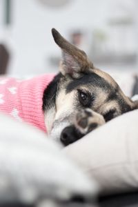 Close-up of dog
