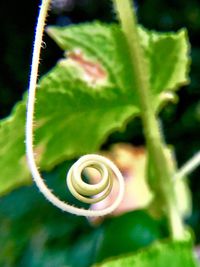 Close-up of spiral leaf