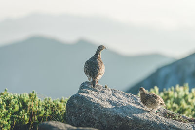 Close-up of bird perching on rock