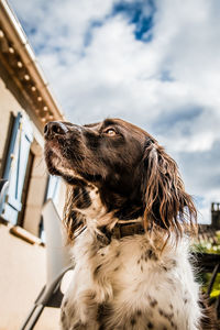 Close-up of a dog looking away against sky