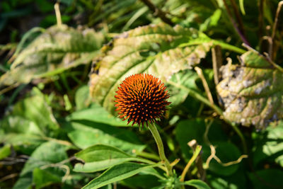 Close-up of orange fruit on plant