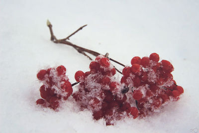 Close-up of frozen berries on snow