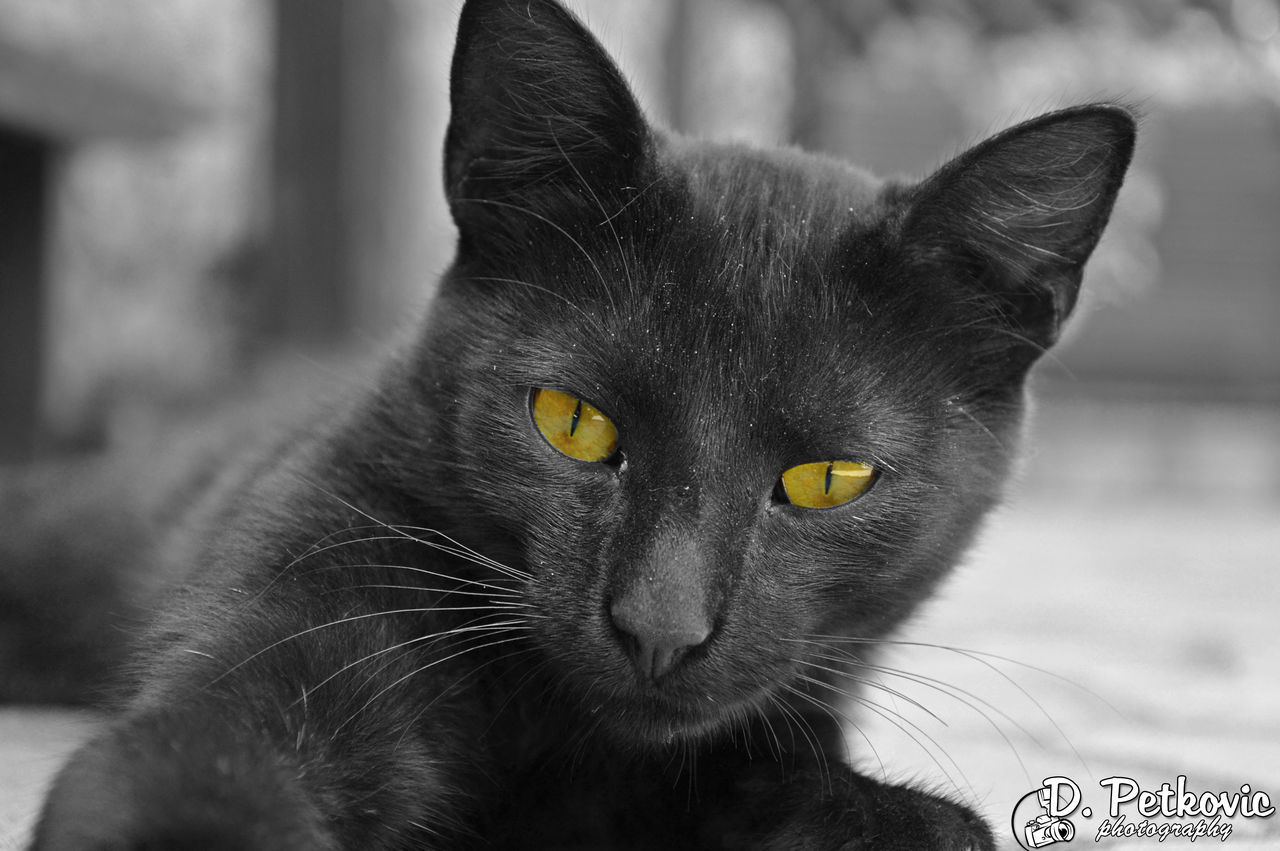 CLOSE UP OF BLACK CAT