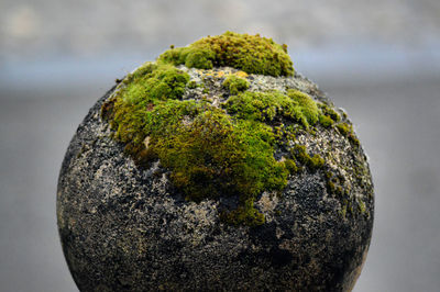 Close-up of moss on tree trunk