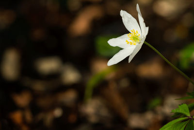 Close-up of white flower