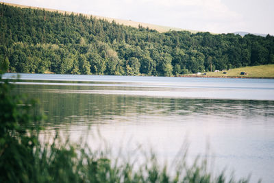 Scenic view of lake in forest