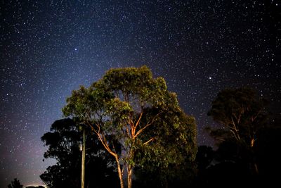 Low angle view of trees against sky at night