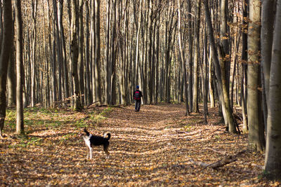 Hiker in camping equipment walking in autumn forest with dog