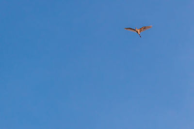 Low angle view of seagull flying in sky