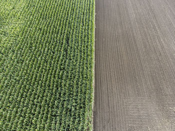 High angle view of corn field