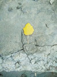 Close-up of yellow paint on white surface