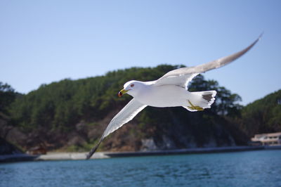 Side view of seagull flying over sea against clear sky