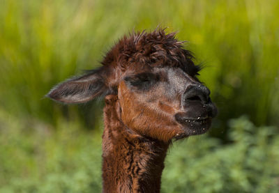 Close-up of alpaca at field