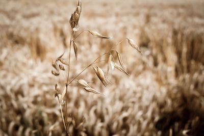 Close-up of stalks in field