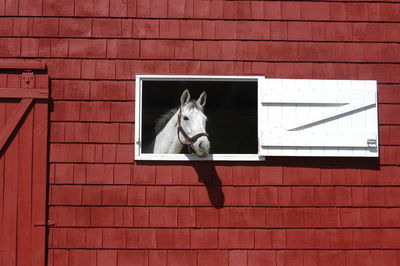 White horse with head in window of red barn