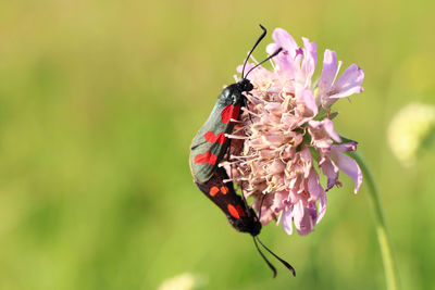 Close-up of butterflies pollinating and mating on pink flower 