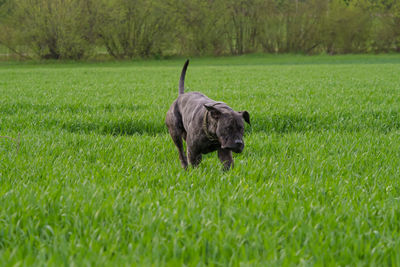 View of a dog on field